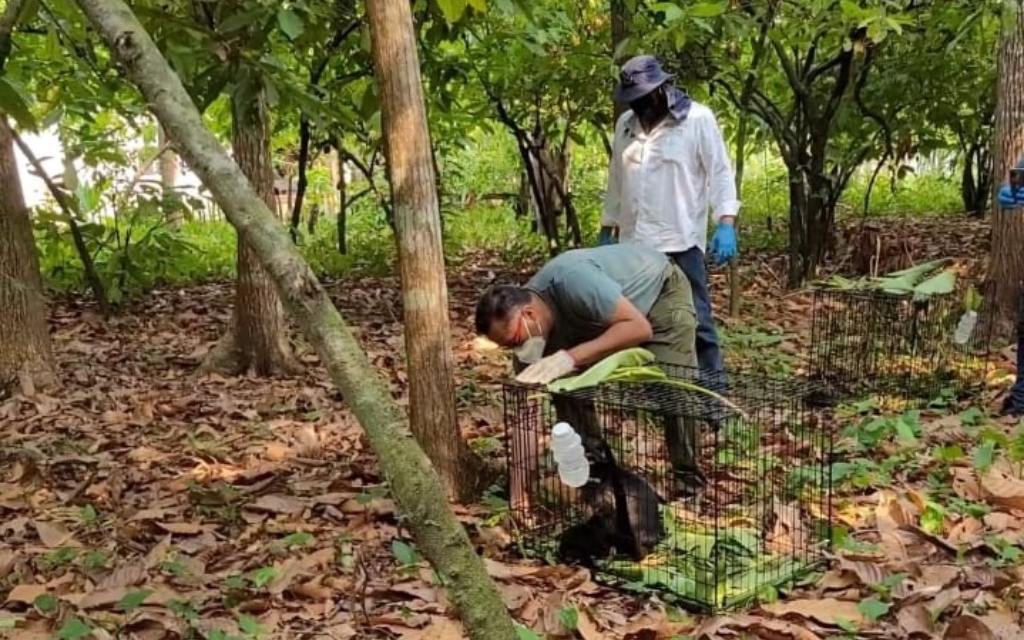 Reintegración de monos aulladores a su hábitat en Comalcalco, Tabasco