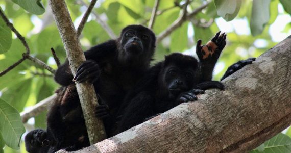 grupos comunitarios y activistas trabajan solos para salvar al mono aullador