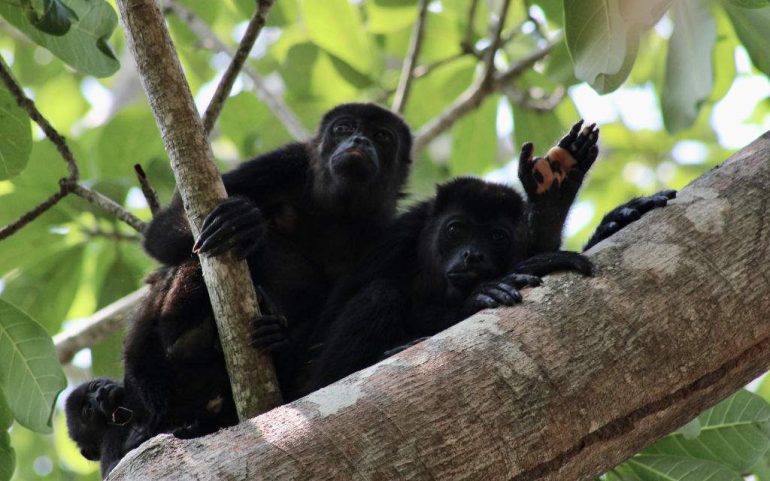 grupos comunitarios y activistas trabajan solos para salvar al mono aullador