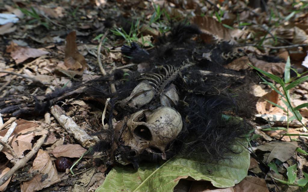 Cadáver de un mono aullador que murió en Cunduacán, Tabasco.