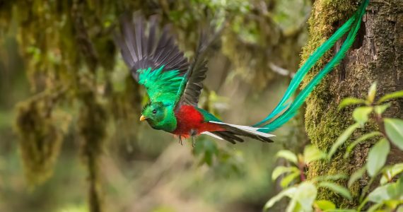 esta-es-la-historia-del-quetzal-el-ave-sagrada-de-mesoamerica