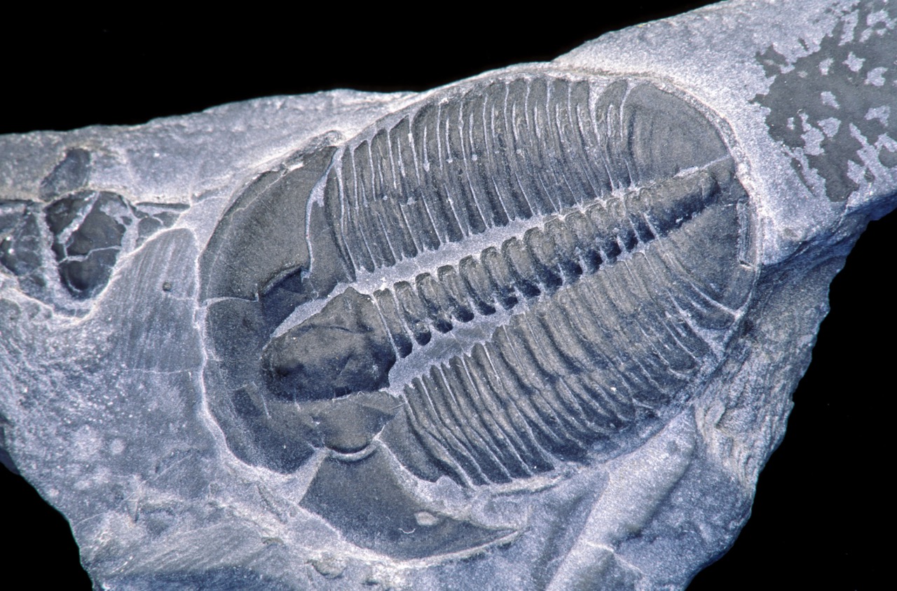 Fósil de un trilobite de 540 millones de años de antigüedad | Ed Reschke, 2012 via Getty Images