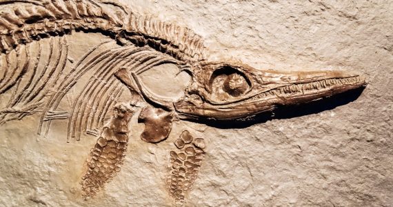 fosiles-este-es-el-secreto-de-su-existencia-y-sus-formas-de-conservacion