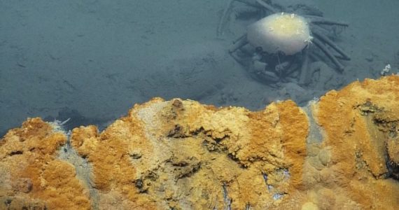 "Jacuzzi" de agua tóxica en el Golfo de México atrapa y mata a la fauna marina