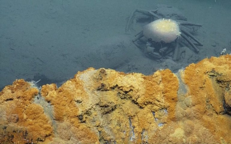 "Jacuzzi" de agua tóxica en el Golfo de México atrapa y mata a la fauna marina