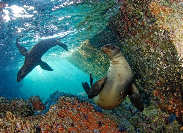 mas-que-carisma-el-impacto-ecologico-del-lobo-marino-de-las-californias