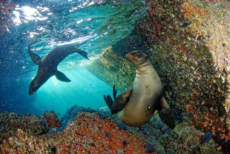 mas-que-carisma-el-impacto-ecologico-del-lobo-marino-de-las-californias