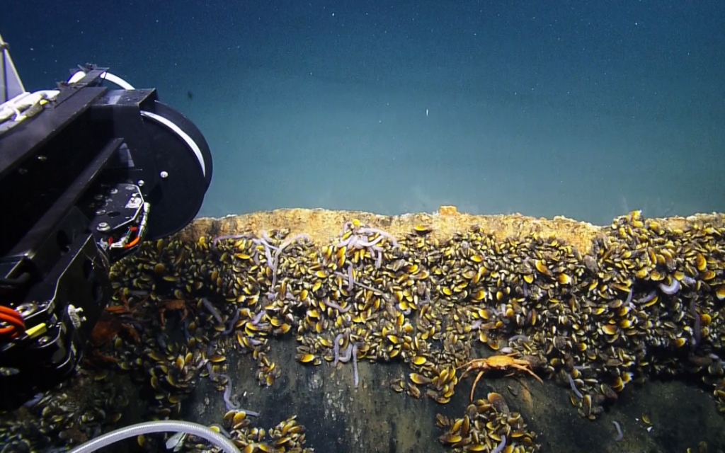 mejillones en el Golfo de México