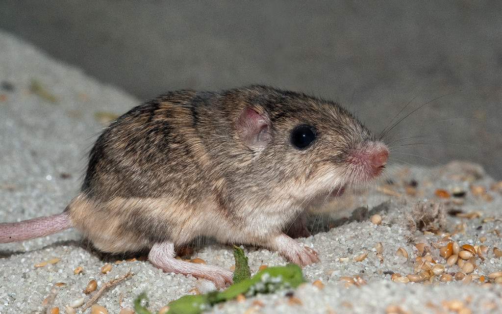 Los ratones de bolsillo del Pacífico regresan a su hábitat: durante 20 años se creyó que estaban extintos.