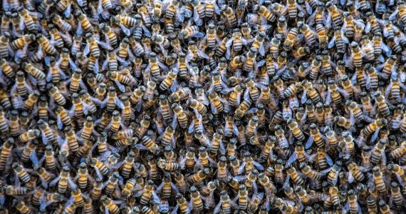 revelan-que-las-bacterias-de-las-abejas-nativas-podrian-mejorar-la-salud-humana