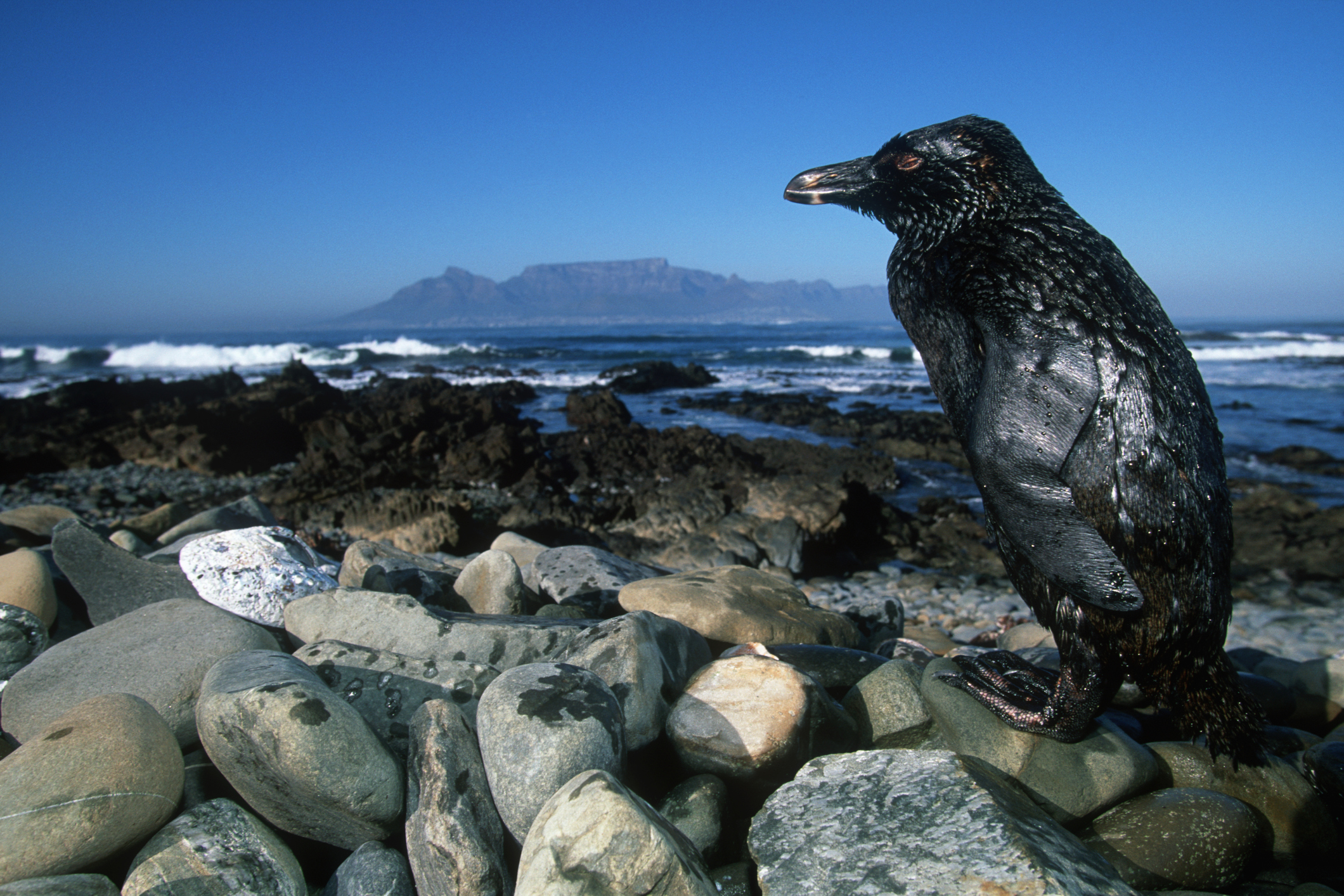 Asombroso Rescate pinguinos