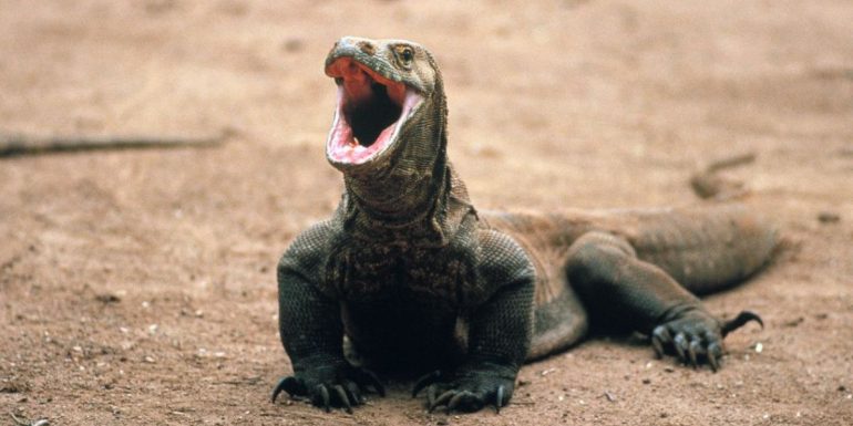 dientes del dragón de Komodo