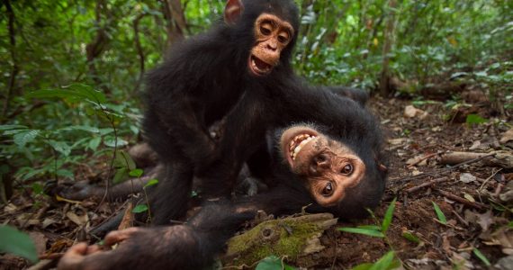 Los chimpancés sostienen "conversaciones" muy similares a las de los humanos