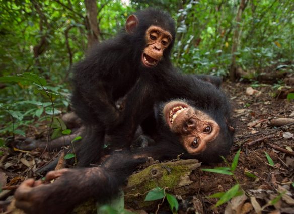 Los chimpancés sostienen "conversaciones" muy similares a las de los humanos