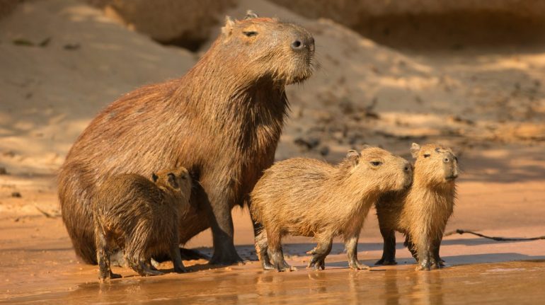 capibaras