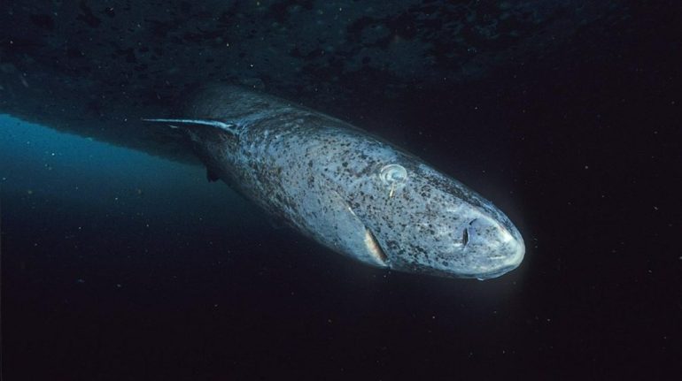 tiburones de Groenlandia