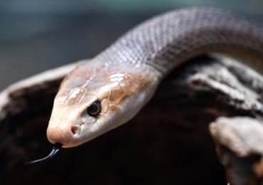 Esta serpiente letal liberó suficiente veneno para matar a 400 personas