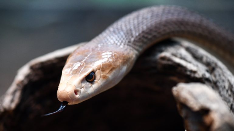 Esta serpiente letal liberó suficiente veneno para matar a 400 personas