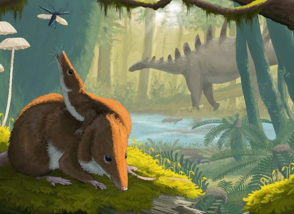 Los mamíferos que habitaban entre dinosaurios crecían lentamente y vivían más tiempo