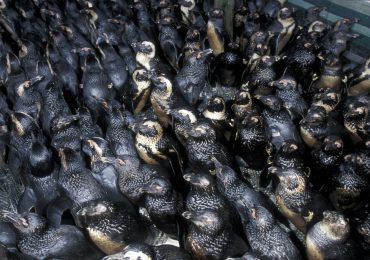 la-vez-que-banaron-a-mas-de-20000-pinguinos-el-asombroso-rescate-que-rompio-records