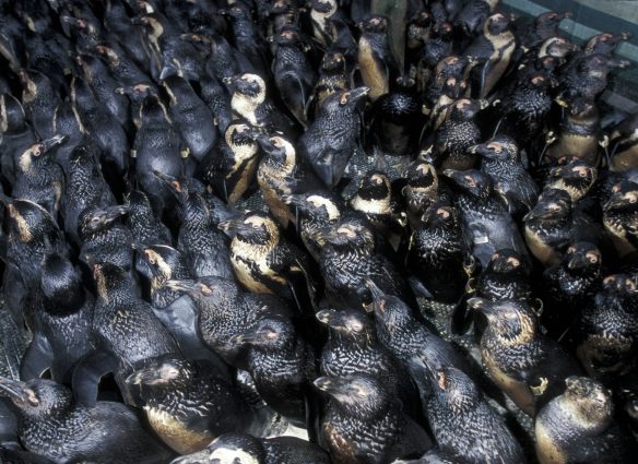 la-vez-que-banaron-a-mas-de-20000-pinguinos-el-asombroso-rescate-que-rompio-records