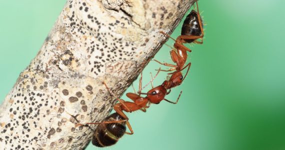 hormigas que se amputan