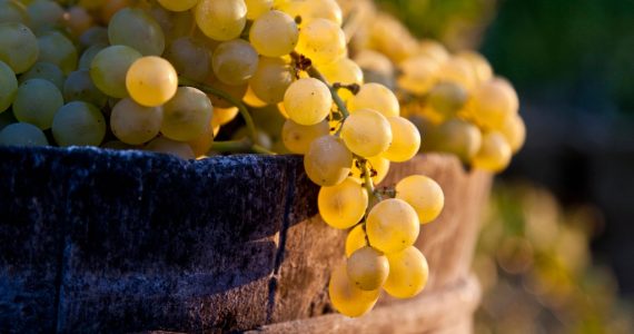 Las uvas y el vino que amas existen gracias a la extinción de los dinosaurios