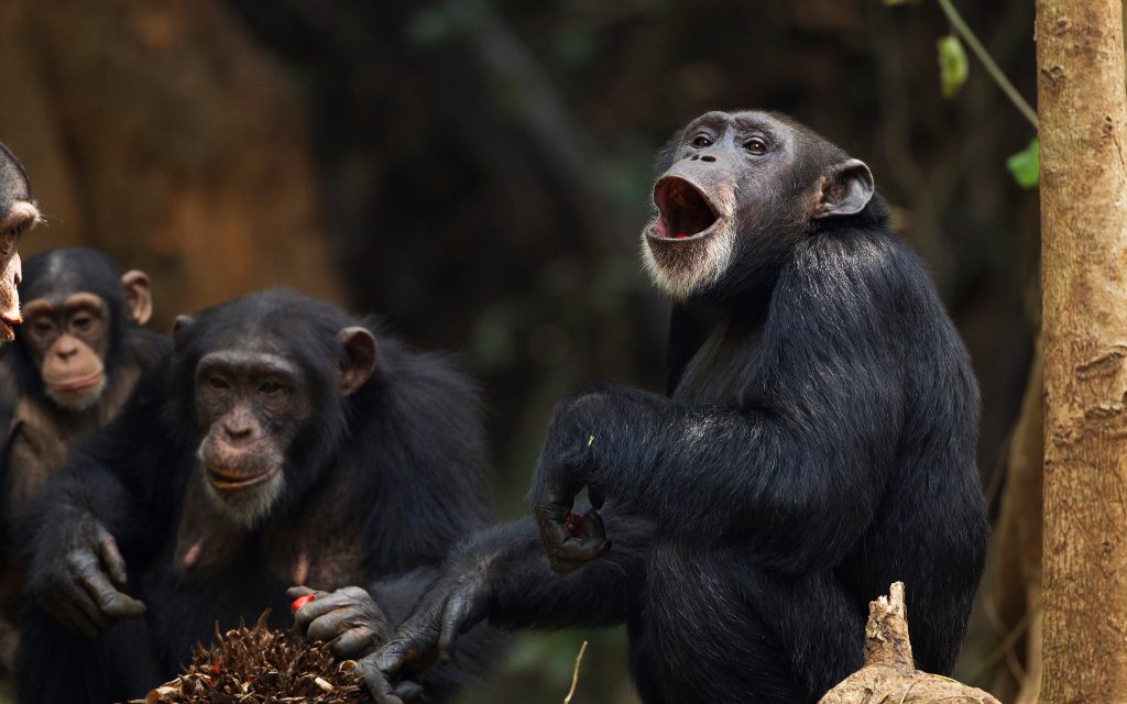 Los chimpancés sostienen "conversaciones" muy similares a las de los humanos