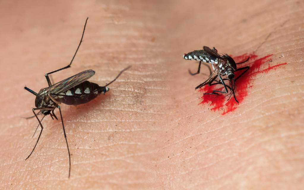 Qué puedes hacer para no ser tan "apetitoso" para los mosquitos