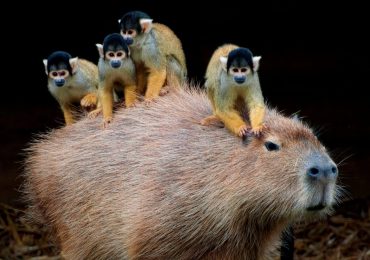 Por qué los capibaras son tan populares