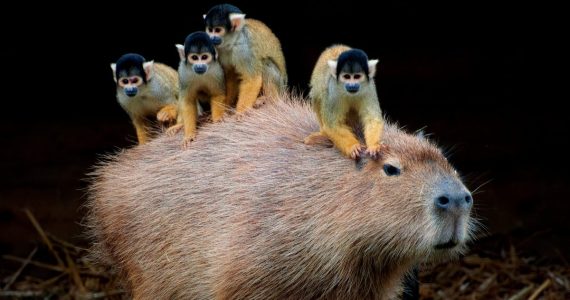 Por qué los capibaras son tan populares