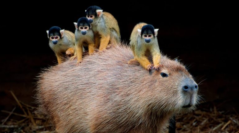 Por qué los capibaras son tan populares