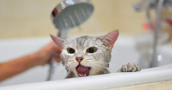 Por qué los gatos odian el agua: la clave puede estar en su evolución