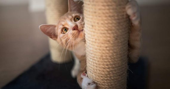 Por qué los gatos rascan las muebles y cómo puedes evitarlo
