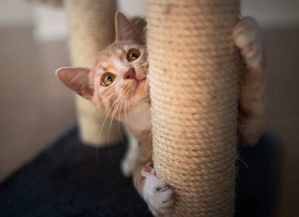Por qué los gatos rascan las muebles y cómo puedes evitarlo