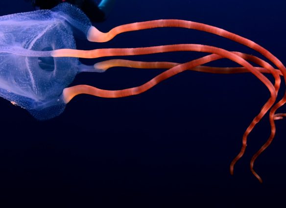 Por qué muchos animales de las profundidades marinas son rojos