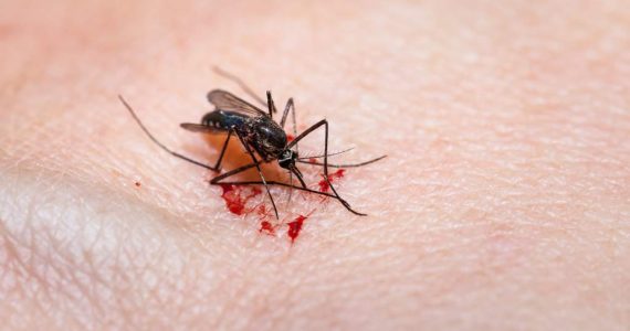 Qué puedes hacer para evitar las picaduras de mosquitos