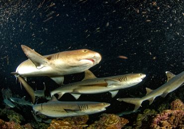 tiburones-punta-blanca-un-experto-en-lo-lento-y-suave-que-habita-el-arrecife