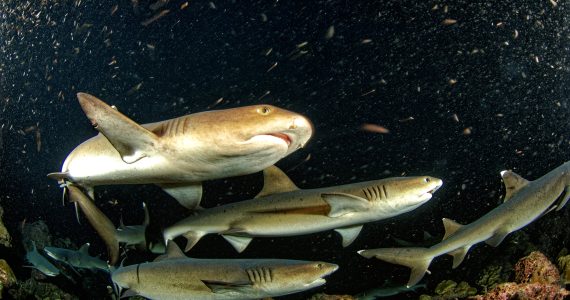 tiburones-punta-blanca-un-experto-en-lo-lento-y-suave-que-habita-el-arrecife