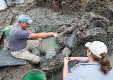 Descubren fósil de mastodonte de 13.600 años de antigüedad