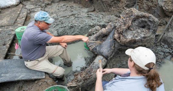 Descubren fósil de mastodonte de 13.600 años de antigüedad