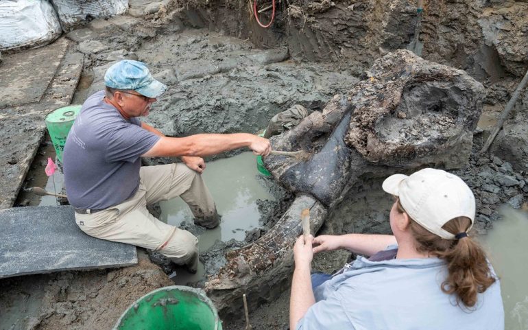 Descubren fósil de mastodonte de 13.600 años de antigüedad