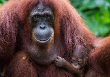 Día Mundial del Orangután