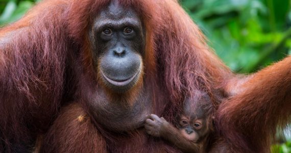 Día Mundial del Orangután