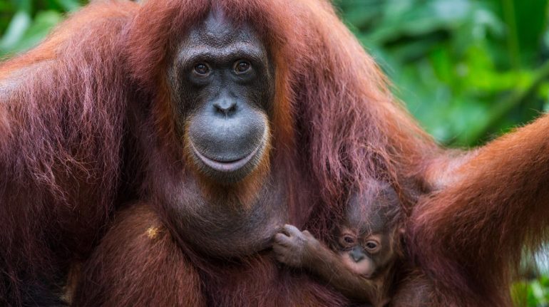 Día Mundial del Orangután