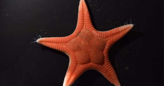 estrellas de mar en Japón