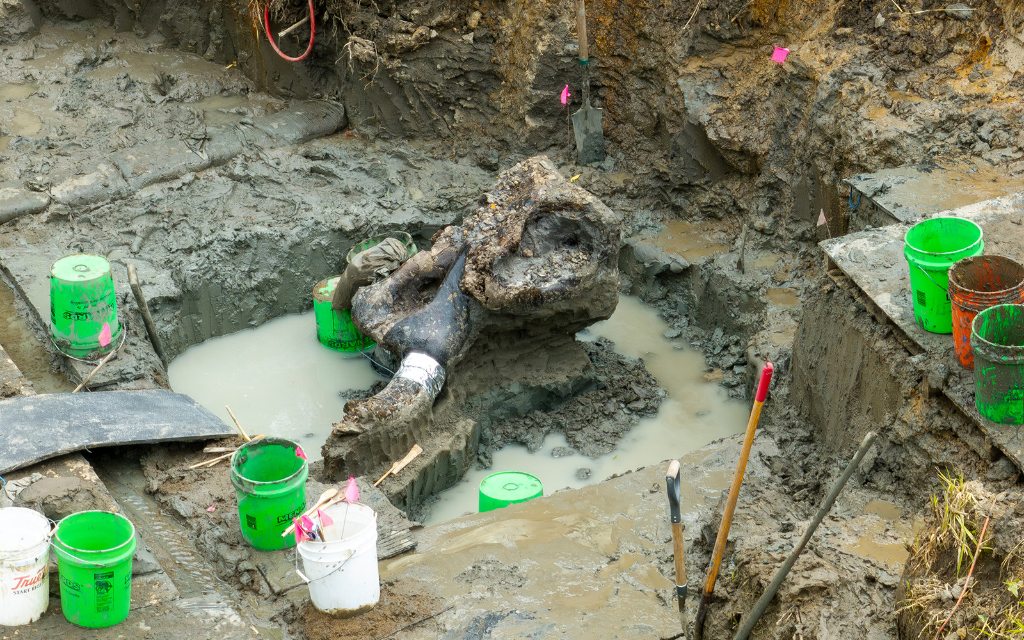 Descubren por accidente un fósil de mastodonte de 13.600 años de antigüedad