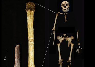 Homo floresiensis