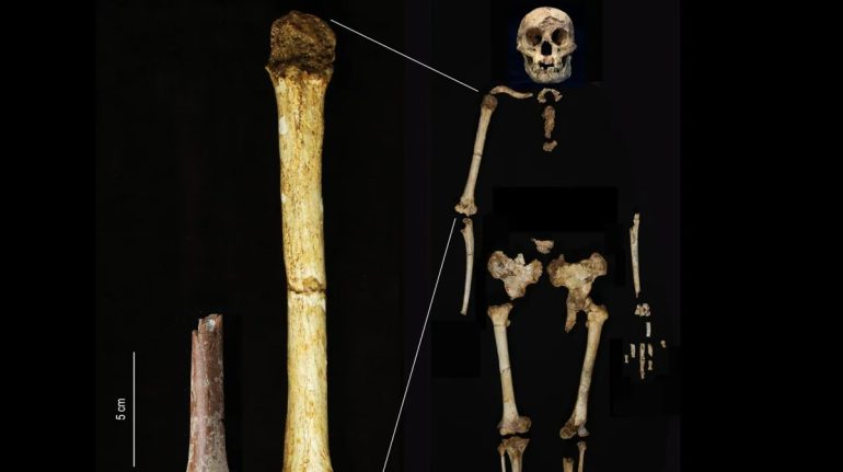 Homo floresiensis