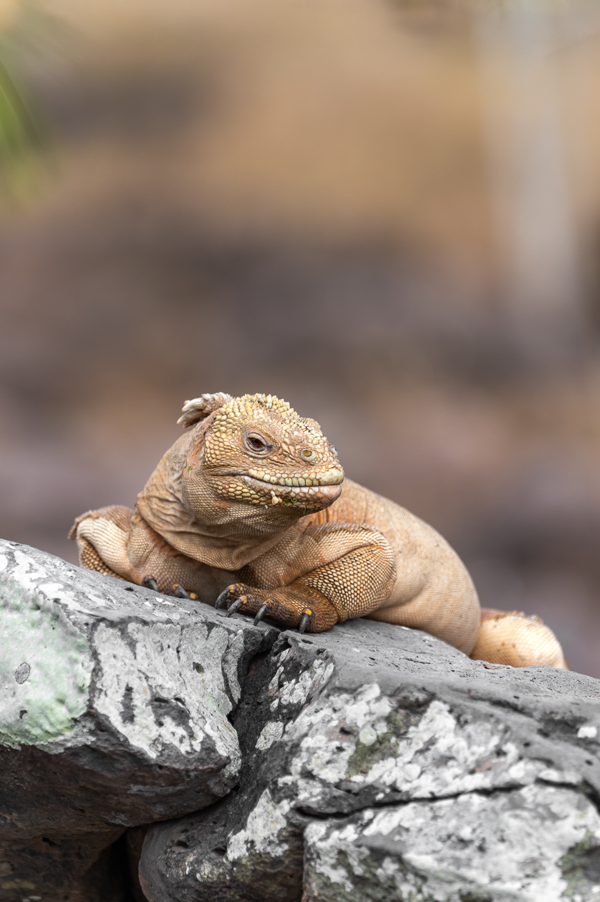 iguana-terrestre-de-Santa-Fe-Galapagos-especie-endemica-Conolophus-pallidus-Marck-Gutt